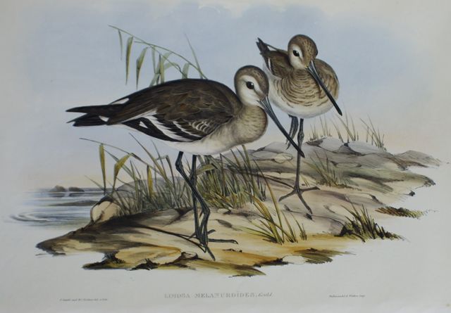 Appraisal: Black-tailed Godwit Limosa Melanuroides