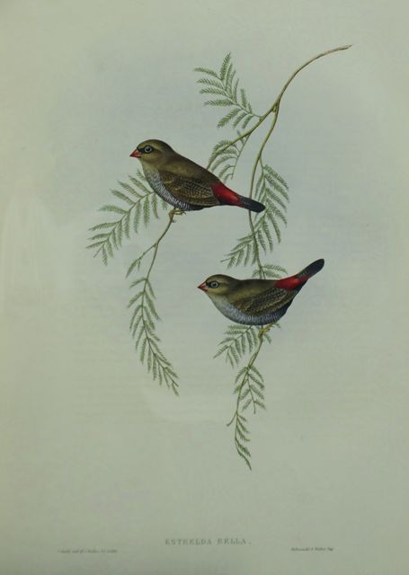 Appraisal: Fire-tailed Finch Estrelda Bella