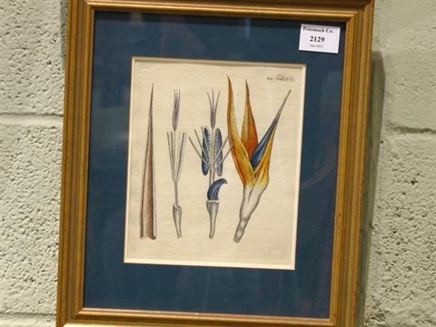 Appraisal: FERDINAND BERHARD VIETZ - BIRD OF PARADISE Color print x