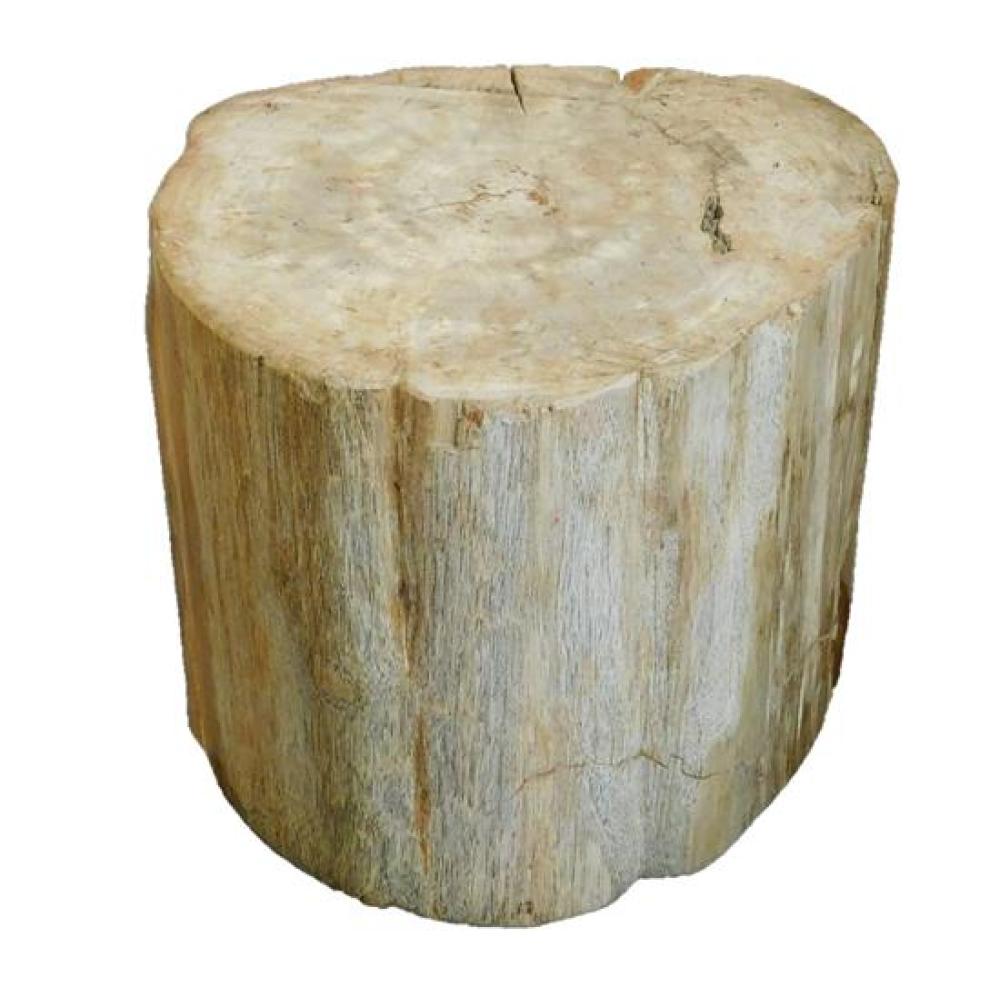 Appraisal: Petrified wood trunk smooth surface varies in tones from brown