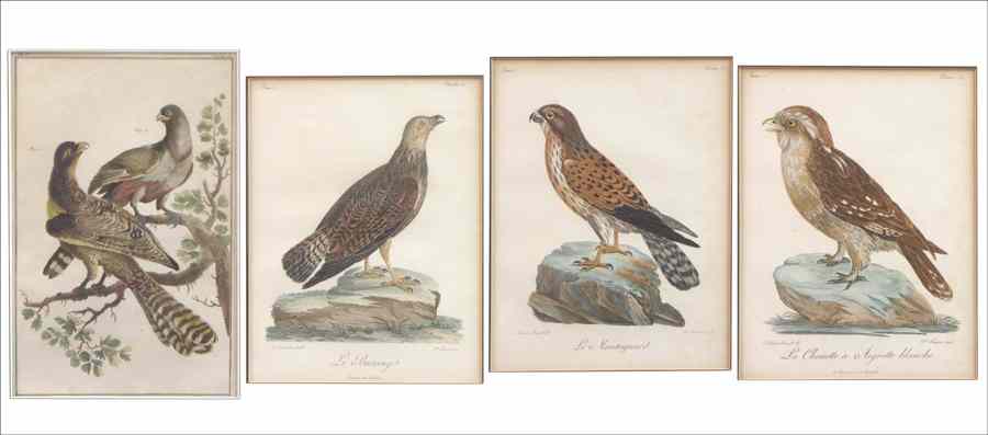 Appraisal: FOUR ORNITHOLOGICAL PRINTS Three hand-colored engravings by C De Fessard