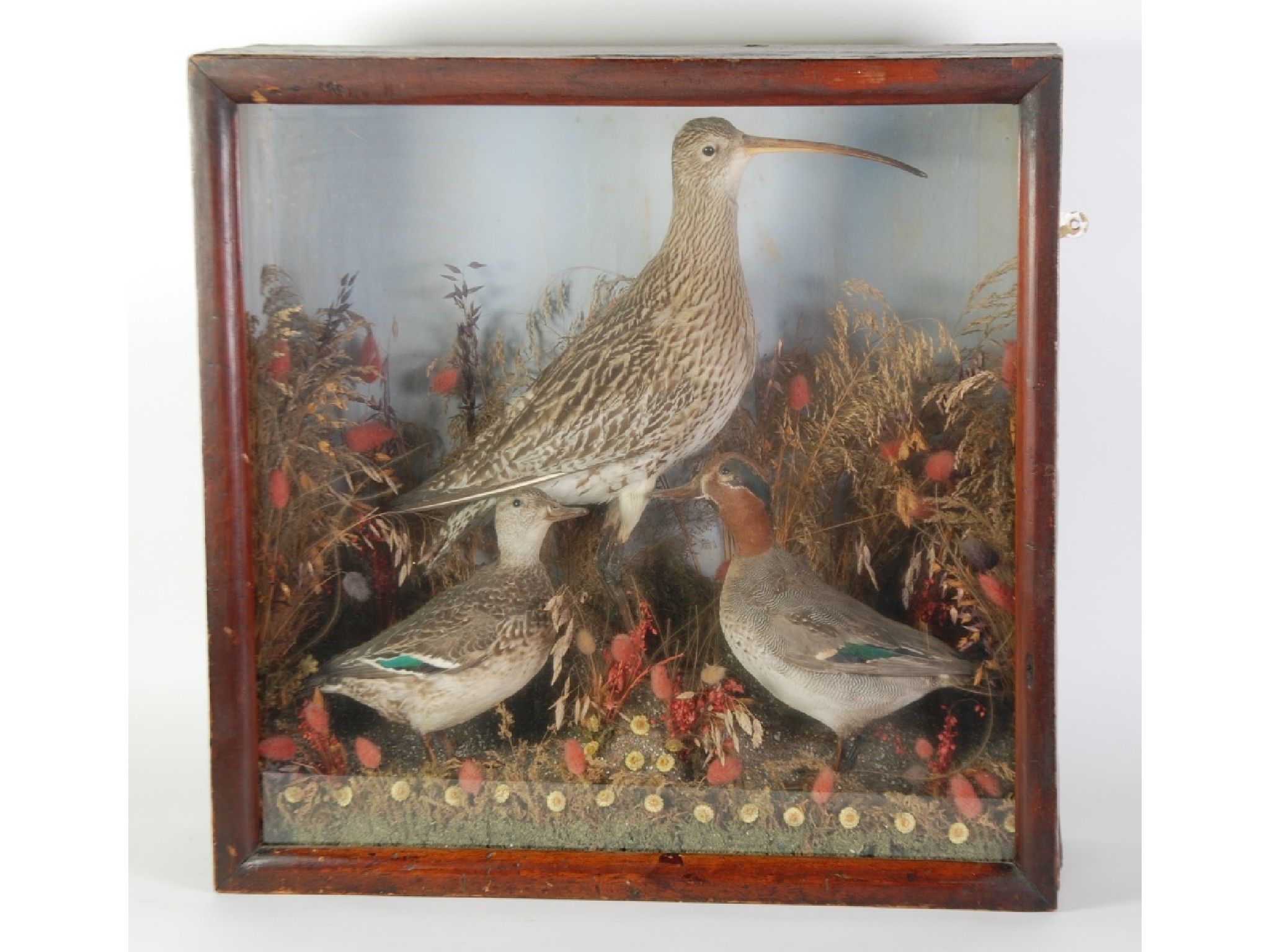 Appraisal: TAXIDERMY - A VICTORIAN THREE BIRD GROUP Curlew and two