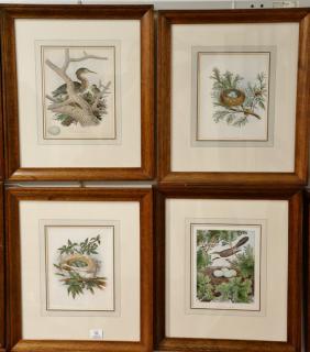 Appraisal: Set of thirteen chromolithographs from Nests and Eggs Birds of