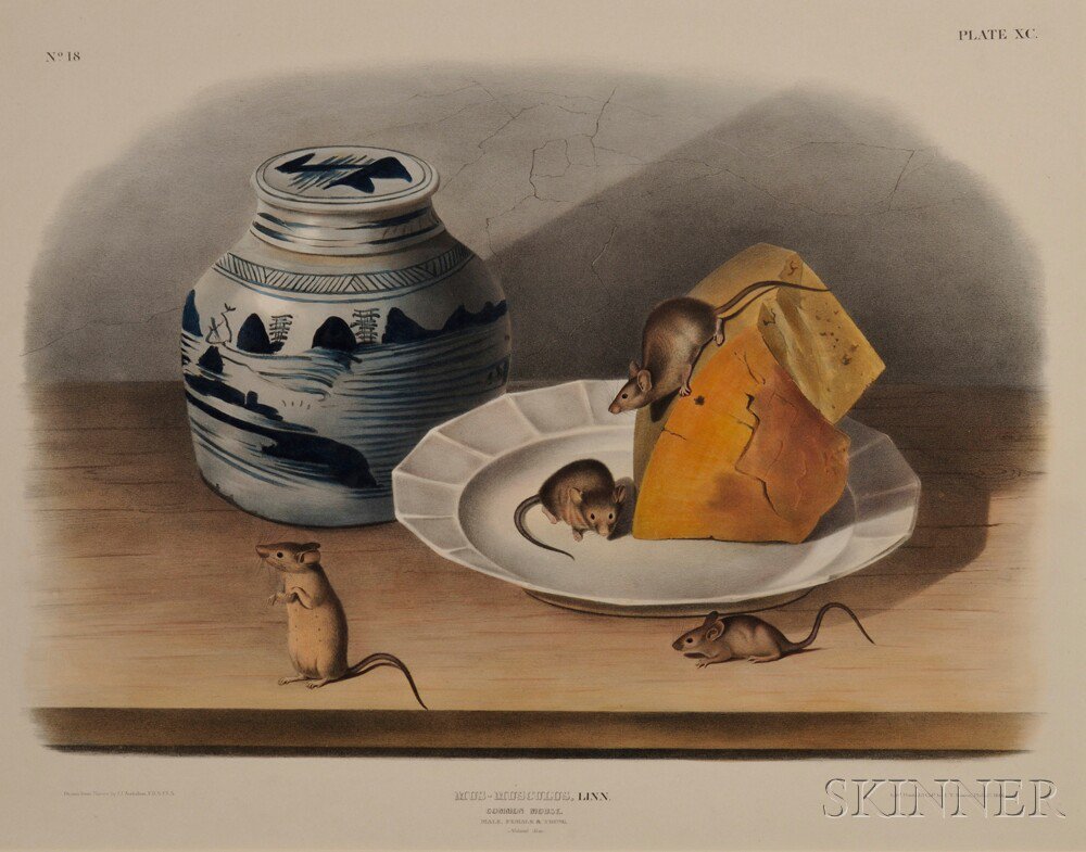 Appraisal: Audubon John James - Common Mouse Plate XC from The