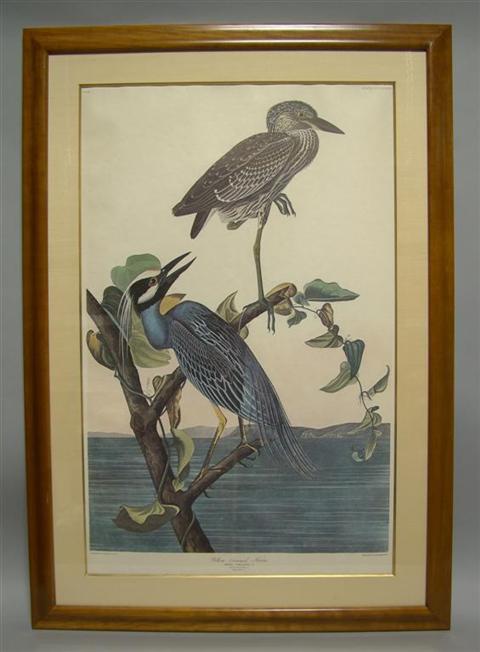 Appraisal: JAMES AUDUBON YELLOW-CROWNED HERON Color print x in sight Framed