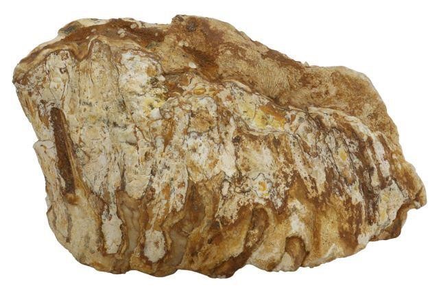 Appraisal: Fossilized mammoth tooth approx h w d lbs Provenance A