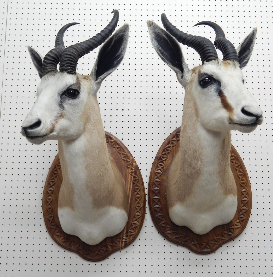 Appraisal: A pair of taxidermied springbok head neck and shoulders with