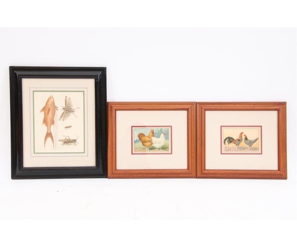 Appraisal: Three hand-colored prints including The Mango Fish and the Great