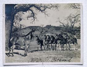 Appraisal: PHOTOPRINT OF SEABISCUIT Photoprint of Seabiscuit and his little biscuits