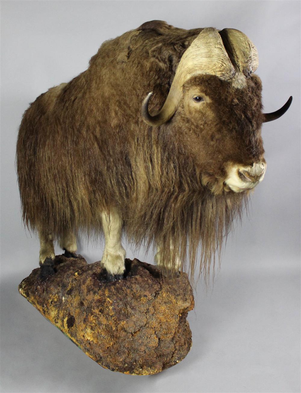 Appraisal: TAXIDERMY FULL MOUNT MUSK OX ON ROCKY MOUNT STAND in