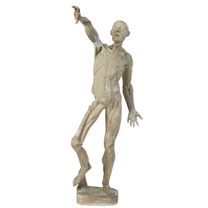 Appraisal: After Edouard Lanteri - Anatomy of Man c a plaster