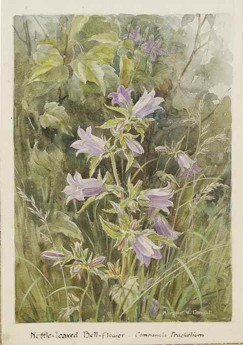 Appraisal: Tarrant Margaret Winifred Nettle-leaved Bell-flower Campanula trachelium watercolour on wove