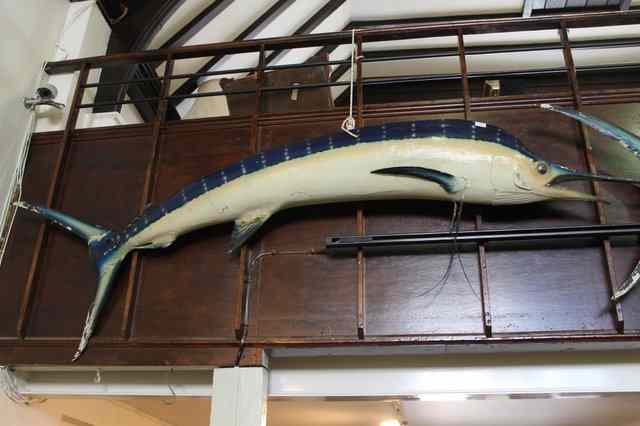 Appraisal: A LARGE RESIN MODEL SWORD FISH approximately