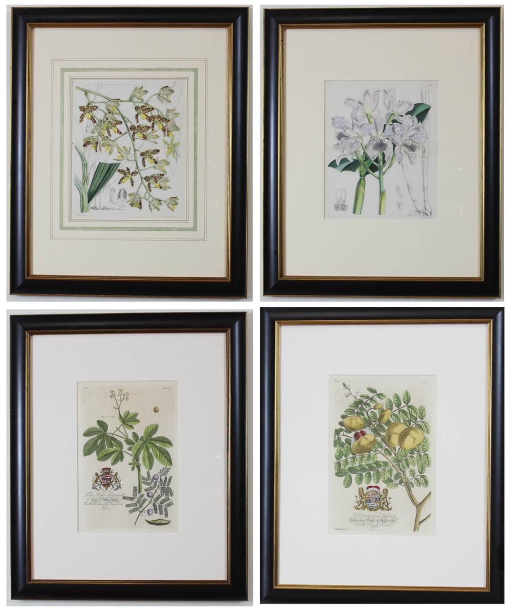 Appraisal: FOUR BOTANICAL PRINTS two lithograph from Curtis's Botanical Magazine circa