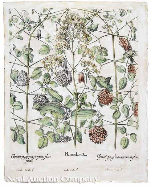 Appraisal: Basilius Besler German - Clematis peregrina flammula recta hand-colored copper