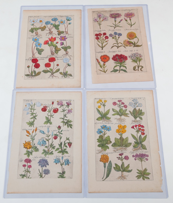 Appraisal: FOUR EMANUEL SWEERT BOTANICAL PRINTS Germany - Hand colored engravings