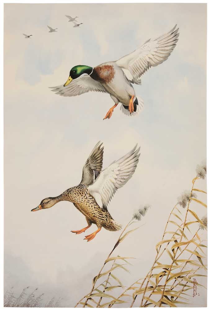 Appraisal: Boris Riab French Russian - Mallards Dropping In signed lower