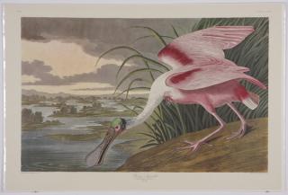 Appraisal: Audubon Amsterdam Edition lithographs Group of four colored lithographs -