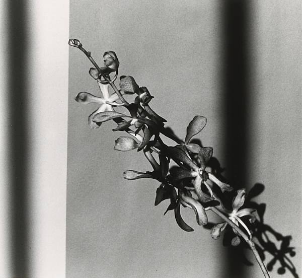 Appraisal: Robert Mapplethorpe American - Orchid Branch Gelatin silver print signed