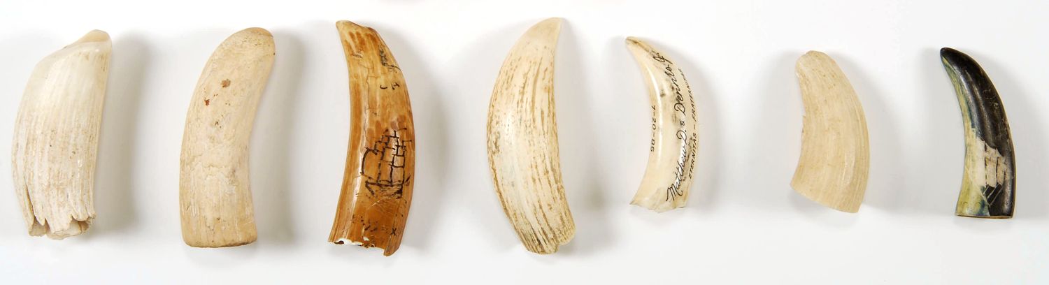 Appraisal: SEVEN SMALL WHALE'S TEETH Four raw two with scrimshaw decoration