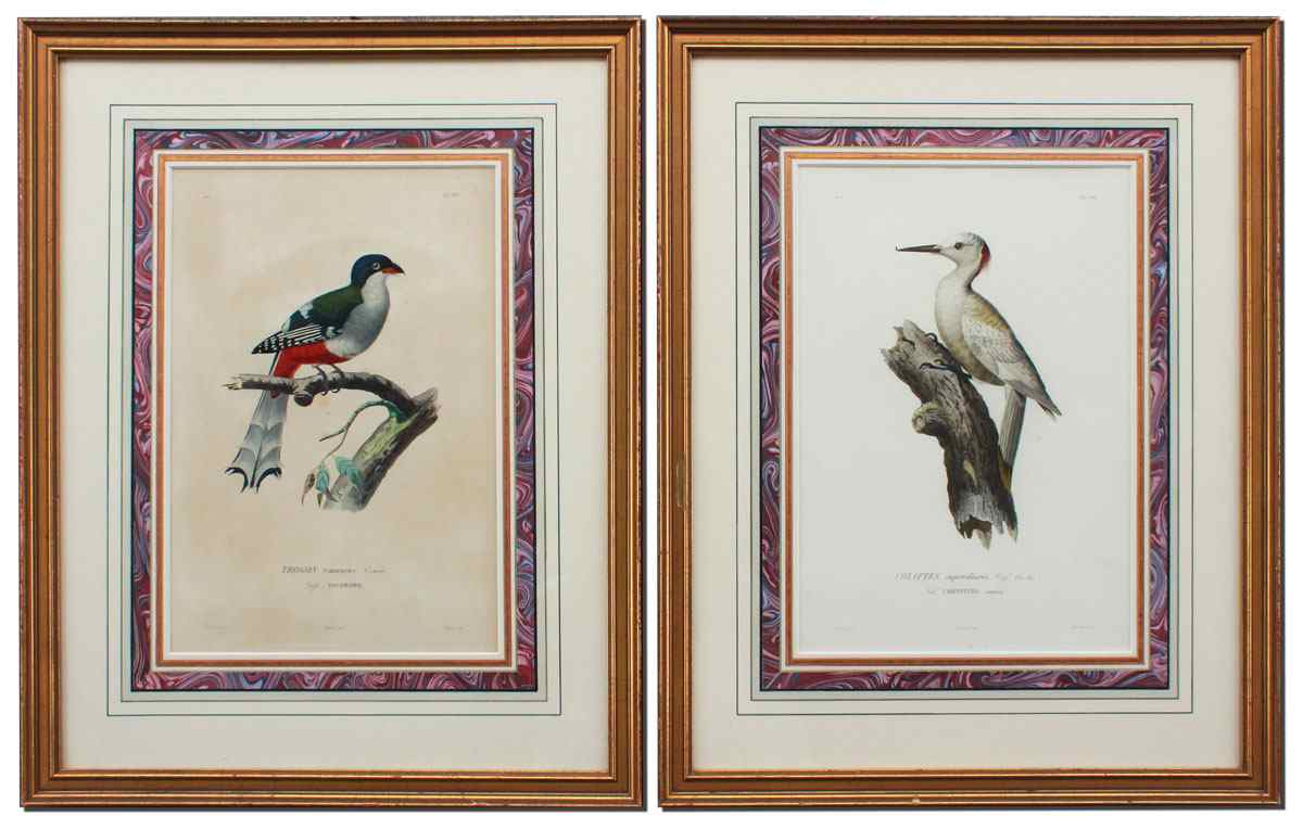 Appraisal: PAIR OF TH C ORNITHOLOGICAL BIRD ENGRAVINGS Colapaties and Trogon