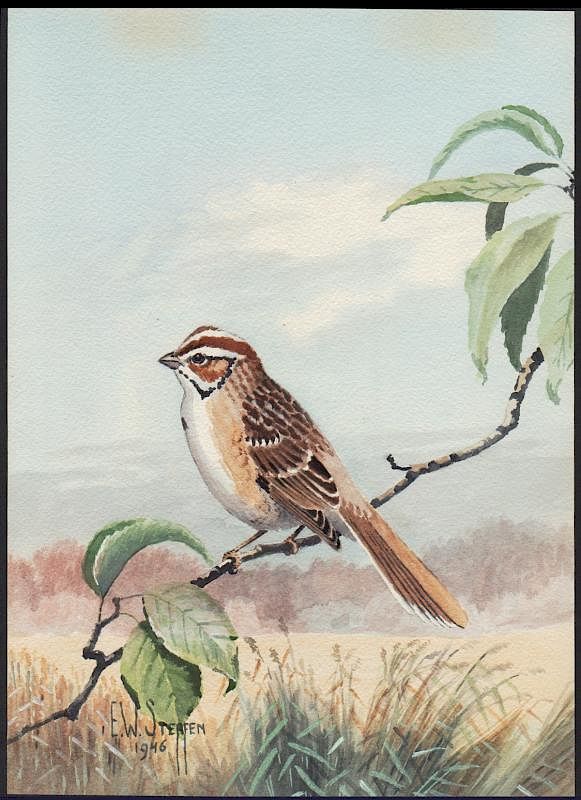 Appraisal: Steffen Watercolor of Lark Sparrow Lark Sparrow Earnest W Steffen