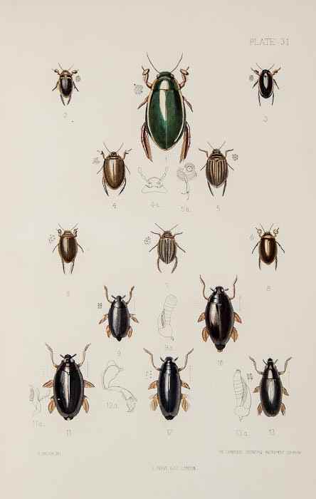 Appraisal: Fowler Rev William Weekes The Coleoptera of the British Islands