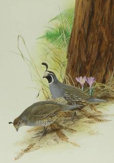 Appraisal: Watercolor Ken Carlson Ken Carlson American b Quail watercolor signed