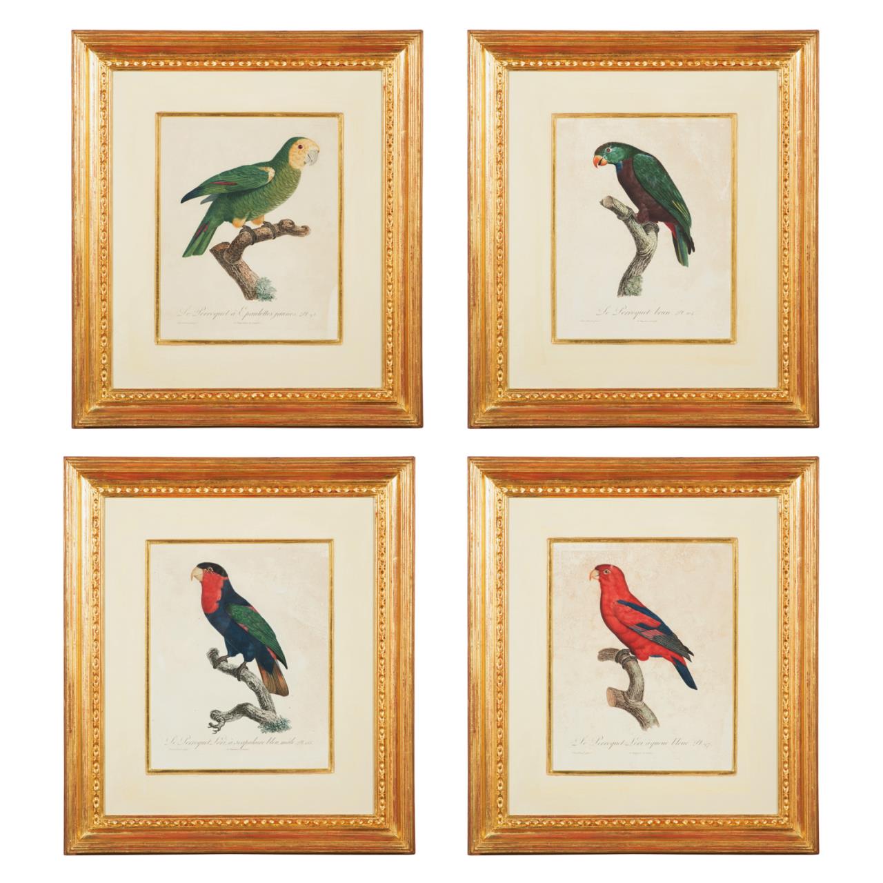 Appraisal: AFTER BARRABAND FOUR PARROT ENGRAVINGS - After Jacques Barraband French