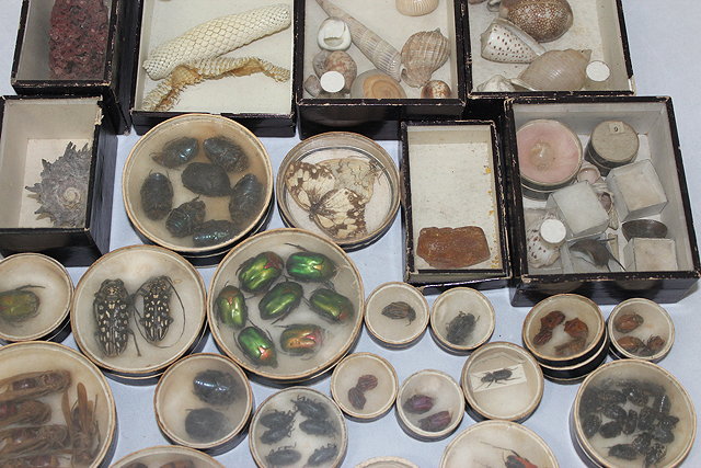 Appraisal: A GROUP OF VARIOUS TH CENTURY SPECIMEN SAMPLES OF VARIOUS