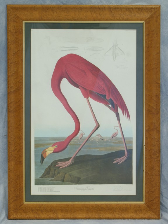 Appraisal: After John James Audubon American - American Flamingo Old Male