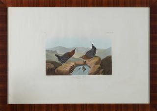 Appraisal: John James Audubon - American Water Ouzel No Plate Havell