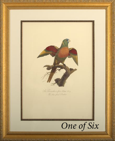 Appraisal: French School th Century Parrots suite of six chromolithographs after