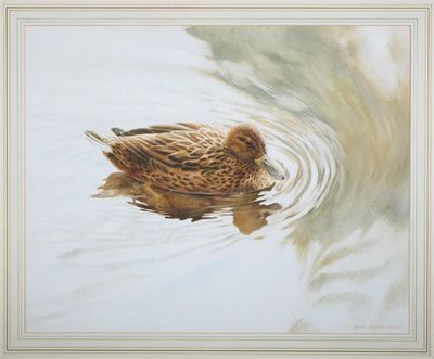 Appraisal: John Baird th Century Hen mallard Signed and dated Watercolour