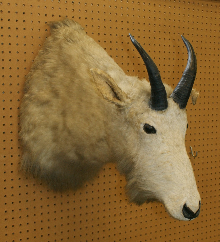 Appraisal: Mountain goat head mount