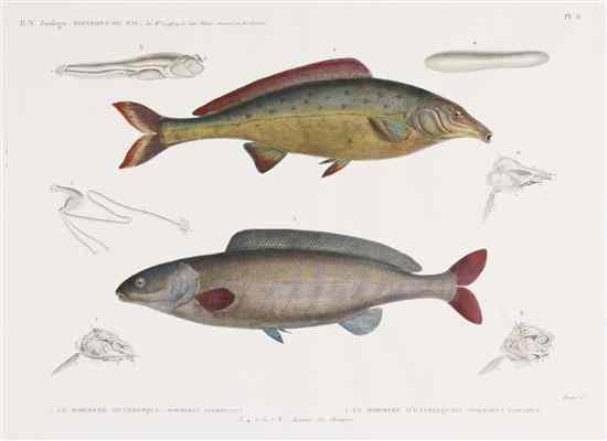 Appraisal: FISH REDOUTE H J Two engravings with hand-coloring depicting fish