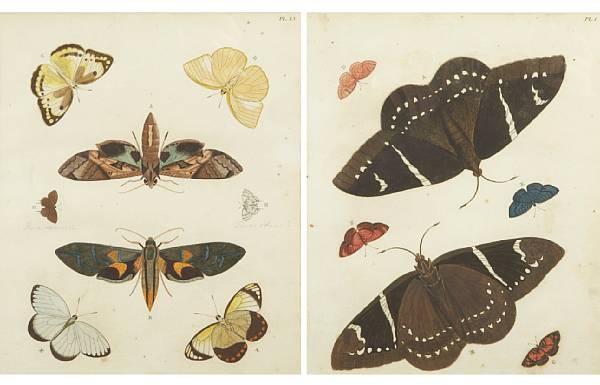 Appraisal: Property of various owners Specimens from Papillons Exotiques Engravings with