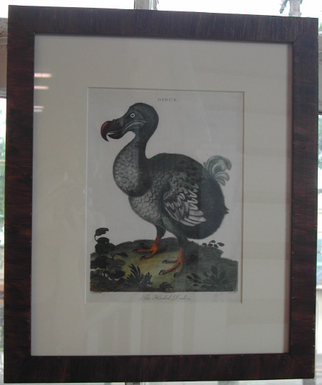 Appraisal: After George Edwards British - Dodo Bird hand-colored engraving London