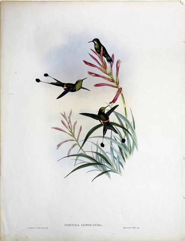 Appraisal: Beautiful Hand Colored Lithographs of Hummingbirds by Gould Discura Longicauda