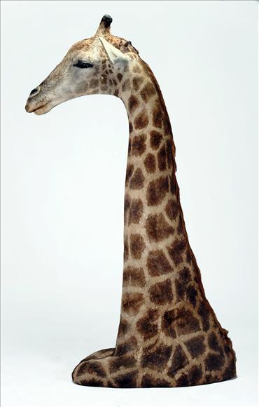 Appraisal: A floor standing head and shoulder of a giraffe approx