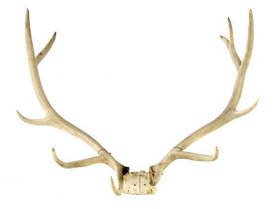 Appraisal: Set of Elk Antlers having weathered patina Approximate width inches