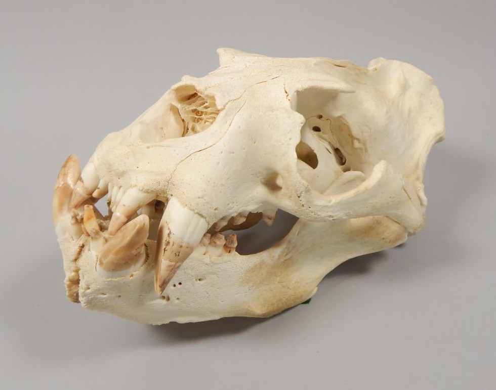 Appraisal: A southern sea lion skull cm long