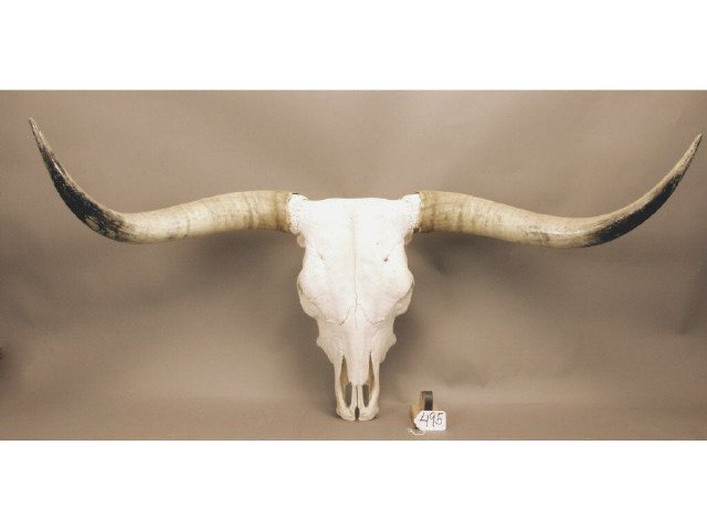 Appraisal: Set of great mounted Steer Horns Estimate -