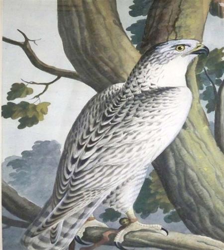 Appraisal: Attributed to George Heinrich BorowskiStudies of Birds Four Estimate -