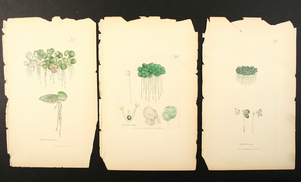 Appraisal: EARLY ENGRAVED BOTANICAL BOOKPLATES - Hand colored creases and chips