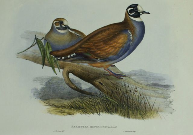 Appraisal: Harlequin Bronze-wing Peristera Histrionica Lithograph by Elizabeth Gould