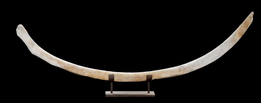 Appraisal: Antique authentic whale rib bone Measures about across the arc