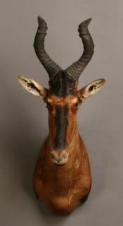 Appraisal: Red hartebeest shoulder mount Red hartebeest shoulder mount overall szie