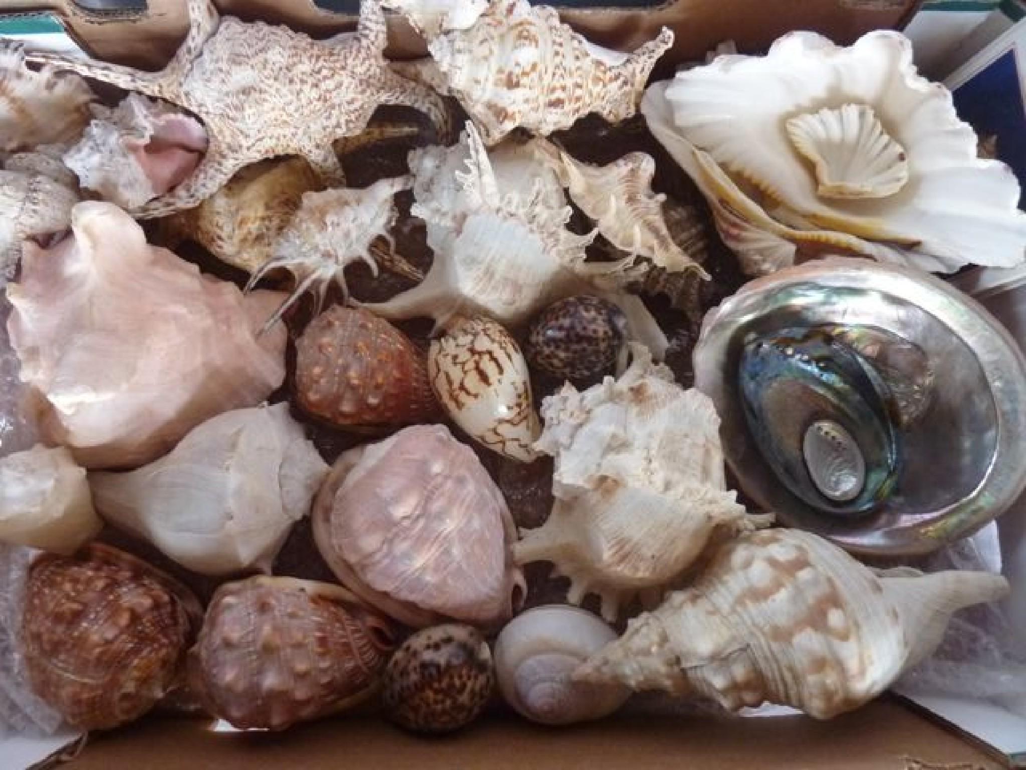 Appraisal: Two boxes of exotic sea shells together with a book