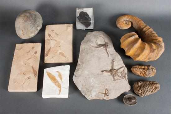 Appraisal: Large assortment of fossils including trilobites fossilized fish and anomite